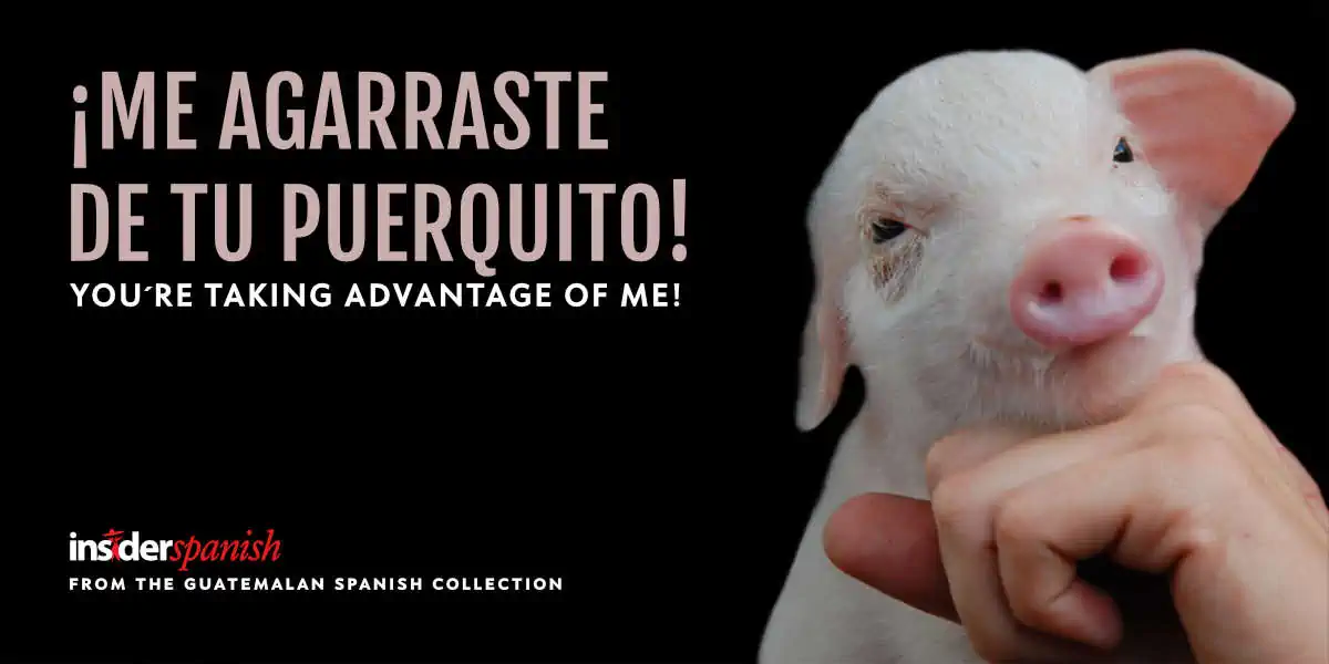 The Guatemalan saying Me agarraste de tu puerquito means, You are taking advantage of me.